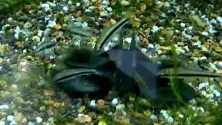 Crossocheilus Siamensis vs Alga Filamentosa