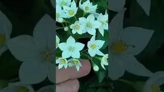 Solanum jasminoides