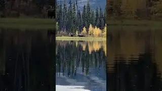 Monster Canadian Moose | KILLSHOT
