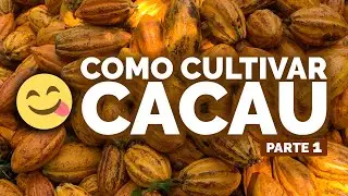 DO CACAU AO CHOCOLATE PARTE 1 | N&ocirc; Figueiredo