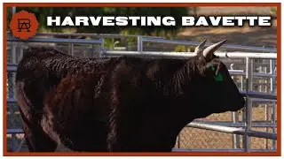 An Emotional Talk On Harvesting Bavette With Ronda and Travis | Browsey Acres