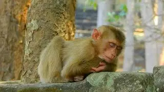Amazing Monkey Family Dynamics and Behaviors Caught on Camera | Best Clip Monkey In The Forest