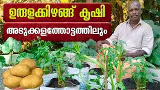 ഉരുളക്കിഴങ്ങ് കൃഷി നമ്മുടെ അടുക്കളത്തോട്ടത്തിലും | Potato Cultivation In Home | Urulakizhang Krishi