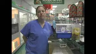 Diet for a Pet Mouse