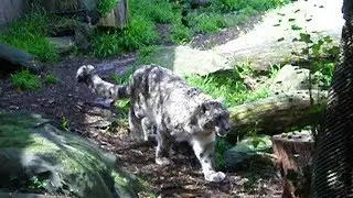 Snow Leopard - the elusive Big Cat