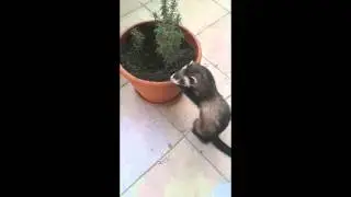 Ferret digging plants/ Afrički tvor rastura lavandu
