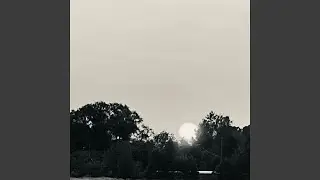 forest can sing