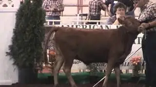 ADCA AGM 2013 Dexter Cattle Show- YOUTH OPENING CLASSES