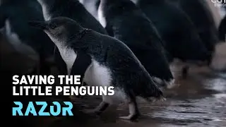 Saving the little penguin to protect the whole ecosystem - #RAZOR