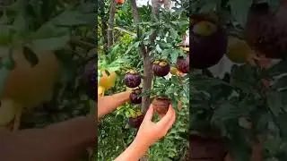 Mangosteen pomegranate tree 😋😋#shorts#trees...@all nature fruits vegetables and flowers