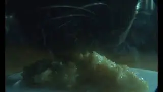 Cat Tongue & Tuna 1,000 FPS High Speed #18