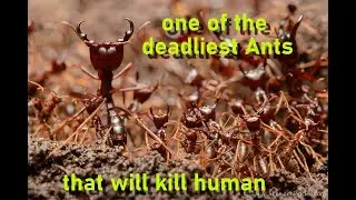 African driver ants that kill anything in it way