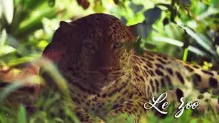 Spot publicitaire du parc national du Mali