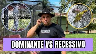 DIFERENÇAS ENTRE ARLEQUIM RECESSIVO E DOMINANTE