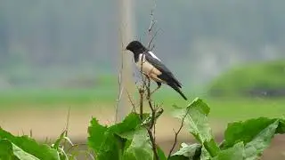 Скворец розовый &bull; Шпак рожевий &bull; Rosy starling &bull; Sturnus roseus