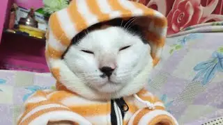 Wanna join cat club with Lali???|Cat Club|Lali's Universe|#youtubeshorts #shortvideo#viral