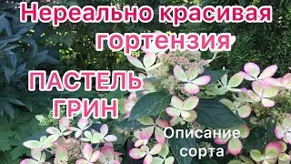 ПАСТЕЛЬ ГРИН нереально красивая гортензия!!! Она понравится каждому!