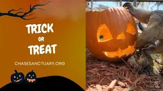Chase Sanctuary Halloween Event YouTube Ads 1920x1080