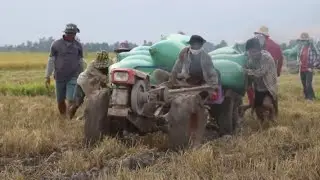 Incredible Kubuta RT120 &ZT155 Tractors Carrying Rice Bags#គោយន្តដឹកស្រូវ#Shorts.