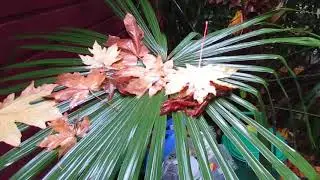 Canadian Maple Leaves on the Palm Fronds