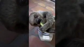 #sloth #mukbang #lười #shorts #asmr