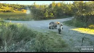 Mama Bear 435 Holly with her spring cub (Injured) LR 2020 09 10