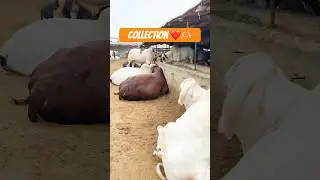 Malir Mandi Today Update 😱👆🏻 #short #shorts #ytshorts #shortvideo #shortsfeed #cow