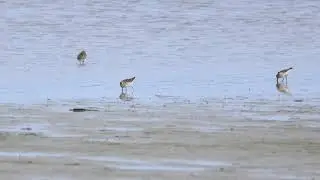 k&aelig;rl&oslash;ber - Ellinge Lyng Strand - Korevlerne