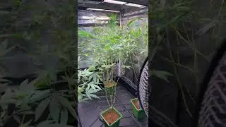 Early flower tip. Defoliate for light penetration and airflow. #cannabiscommunity #athenablended