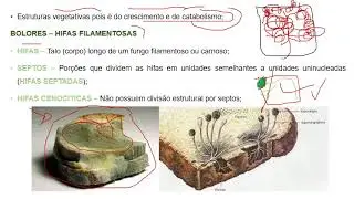 AULA 05 - INTRODU&Ccedil;&Atilde;O A MICOLOGIA