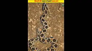 ☠️ Russell Viper India ke Big 4 venomous snakes me shamil hai #facts #snake #snakevideo   #amazing
