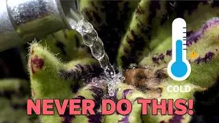 STOP Top Watering African Violets! The 