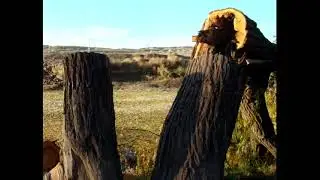 Bosque desaparecido en cinco saltos