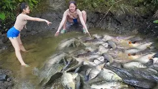 Extreme Fishing! Thousands of Fish Jumping Into the Net At Once
