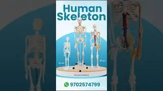 Human skeleton system | Full Body Skeleton model #shorts #youtubeshorts #skeleton #model