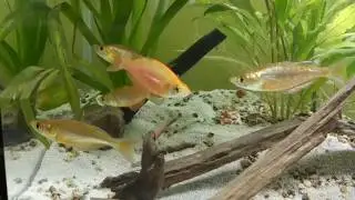 Glossolepis incisus
