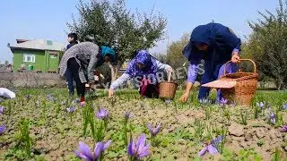 Saffron Flowers Blooming, Harvesting Starts