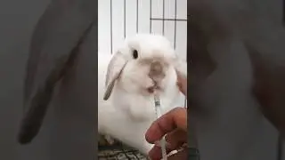 BUNNY NEEDS VITAMIN #bunny #pets #shorts
