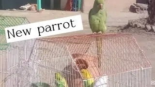  New parrot  in Action  | Powerful & Beautiful Birds parrot ga