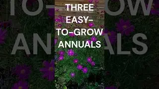 3 Easy-to-Grow Annual Plants for a Vibrant Garden🌸🌸🌸|Garden Entity|#annuals #blooming #shortsfeed