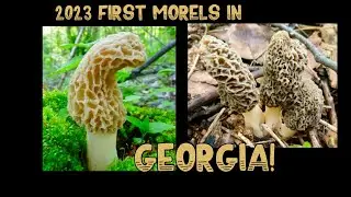 😱Morel Mushrooms Spotted in Georgia!😱Feb 2023 elm tree walk #morelmushroomhunting, #morelmushrooms