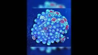 ASD Palys Coral Feeding Timelapse @polyplab #reefroids