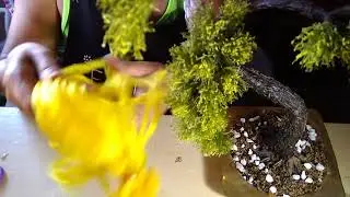 QUE FOLHA VOU USAR NO MEU BONSAI.