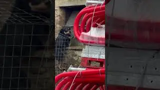 The dog has been escaping&hellip; CAUGHT IN THE ACT&hellip; #escape #farmdog #huntaway #agriculture #farm