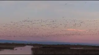 A Million ducks flying on the sky