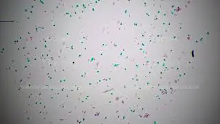 Cosmarium whole mount filmed against bright field under microscope with 40x magnification