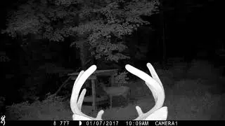 Nice Velvet Eight Pointer Brothers
