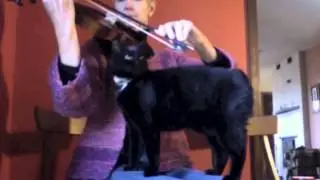The Cat and the Fiddle: My Violin-Loving Cat: (Brosna Slide)
