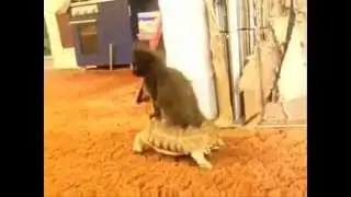 Ленивый котенок)