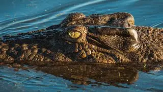 Kakadu Yellow Water River Cruise Wildlife Tour in 4K